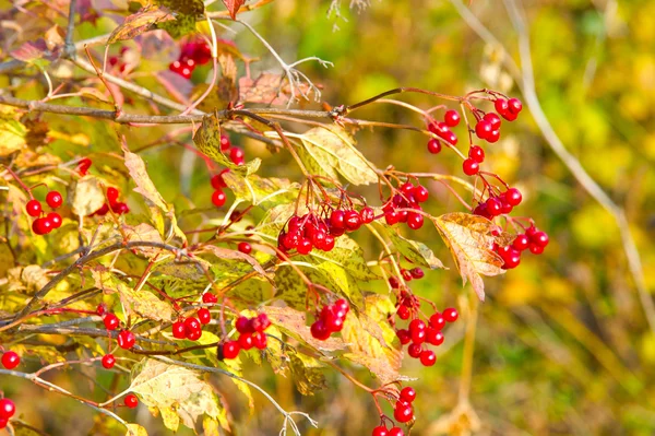 Осенний Вибурнум Ярко Красные Листья Вибурнума Осенью — стоковое фото
