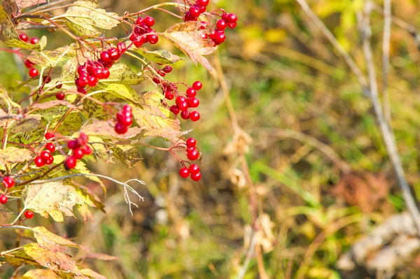 Herbst Herbst Blattfall Blattfall Die Dritte Jahreszeit Wenn Getreide Und — Stockfoto