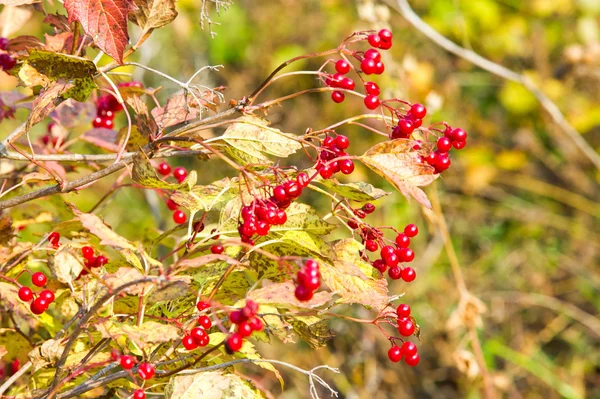 Autumn Fall Leaf Fall Fall Leaf Third Season Year Crops — Stock Photo, Image