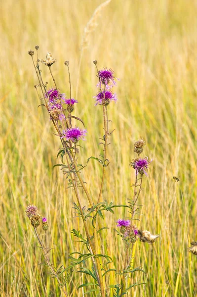 Herfst Herfst Blad Daling Daling Van Het Blad Het Derde — Stockfoto