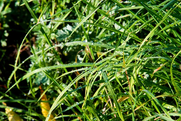 dew drops. Fresh grass with dew drops. dew on the grass in nature. Dew drops on leaves. drops of dew on a green grass