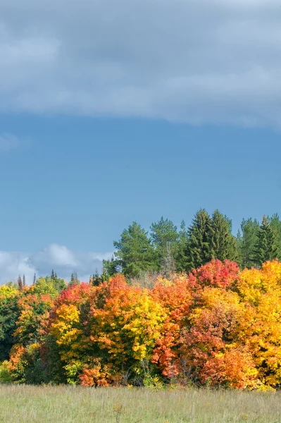 Wonderful Time Fall Golden Leaves Warm Days — Stock Photo, Image