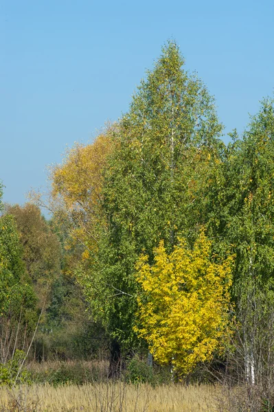 Autumn Fall Leaf Fall Fall Leaf Third Season Year Crops — Stock Photo, Image