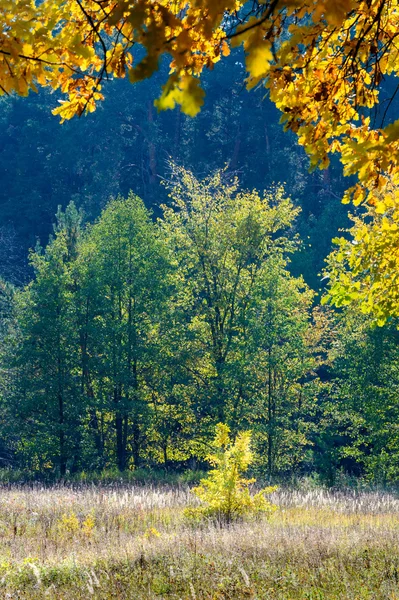 autumn, fall, leaf fall, fall of the leaf. the third season of the year, when crops and fruits are gathered and leaves fall, in the northern hemisphere from September to November and in the southern hemisphere from March to May.