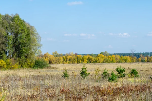 Прекрасное Время Упасть Золотые Листья Теплые Дни — стоковое фото