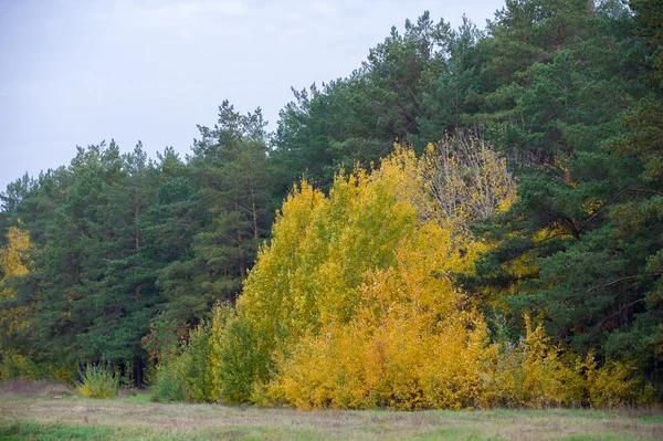 Autumn City Leaves Gold — Stock Photo, Image