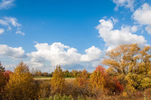 Wonderful Time Fall Golden Leaves Warm Days — Stock Photo, Image