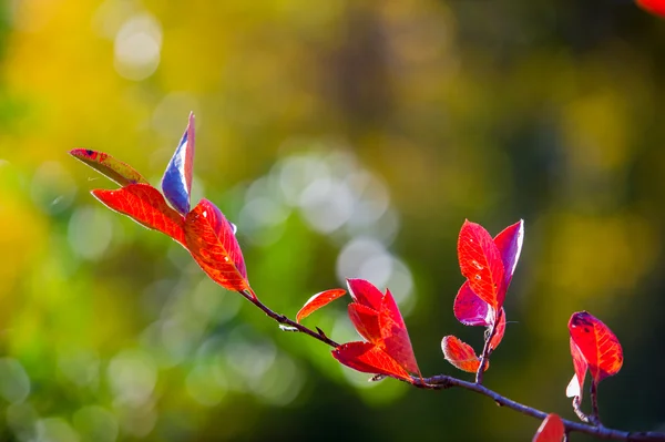 Eine Wunderbare Zeit Zum Fallen Goldene Blätter Warme Tage — Stockfoto