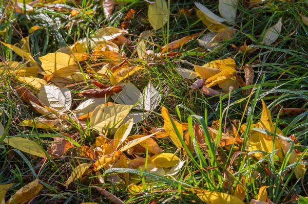 Tempo Maravilhoso Para Cair Folhas Douradas Dias Quentes — Fotografia de Stock