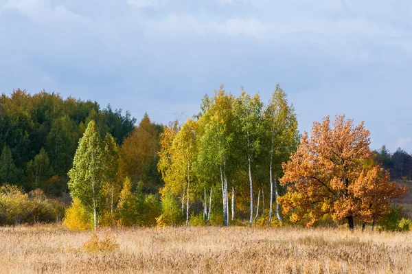 Een Geweldige Tijd Val Gouden Bladeren Warme Dagen — Stockfoto