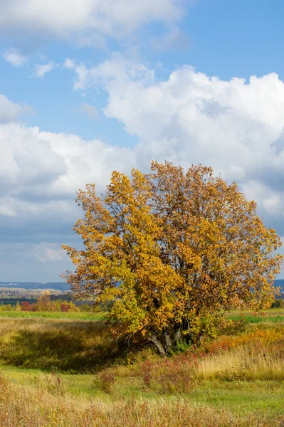 Wonderful Time Fall Golden Leaves Warm Days — Stock Photo, Image