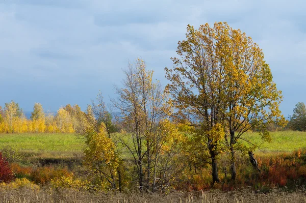 到秋天 金黄的树叶 美好的时光温暖的天气 — 图库照片