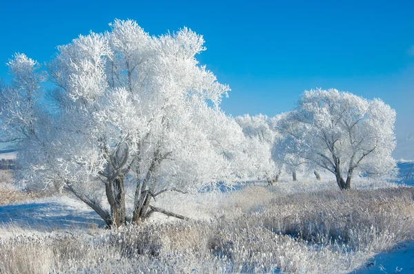 冬天的太阳霜 在温度降至冰点以下时在地面或其他表面形成的小白冰晶的沉积物 — 图库照片