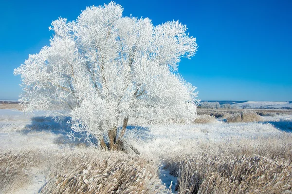 Geada Sol Inverno Frio Depósito Pequenos Cristais Gelo Branco Formado — Fotografia de Stock