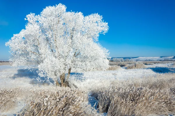 Téli Fagy Nap Hideg Betét Kis Fehér Jégkristályok Alakult Földön — Stock Fotó