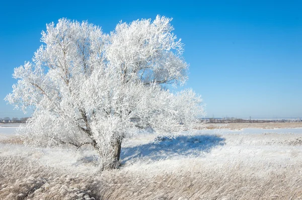 Vinter Solen Frosten Kall Deposition Små Vita Iskristaller Bildas Marken — Stockfoto