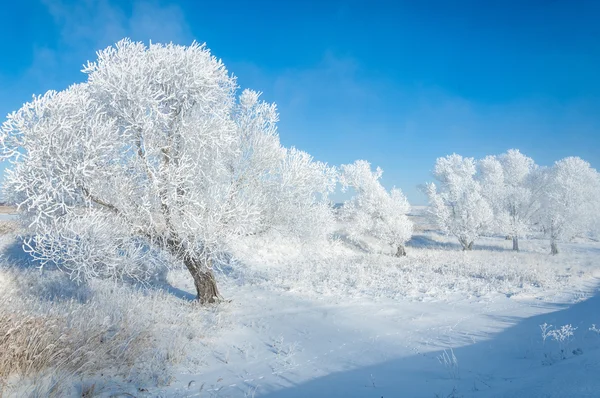 Gel Soleil Hiver Froid Dépôt Petits Cristaux Glace Blanche Formés — Photo