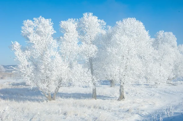 Gelo Del Sole Invernale Freddo Deposito Piccoli Cristalli Ghiaccio Bianchi — Foto Stock