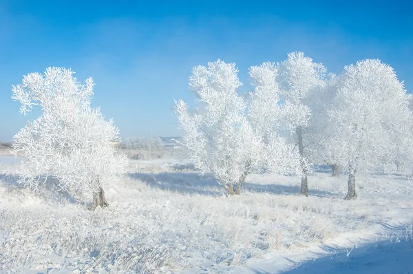 Зимний Мороз Холодно Осадок Мелких Кристаллов Белого Льда Образующихся Земле — стоковое фото