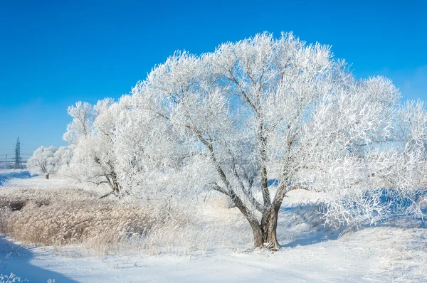 Gel Soleil Hiver Froid Dépôt Petits Cristaux Glace Blanche Formés — Photo