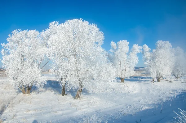 Vinter Solen Frosten Kall Deposition Små Vita Iskristaller Bildas Marken — Stockfoto