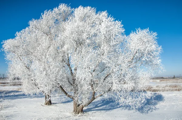 Geada Sol Inverno Frio Depósito Pequenos Cristais Gelo Branco Formado — Fotografia de Stock