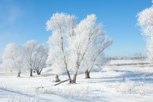 Gel Soleil Hiver Froid Dépôt Petits Cristaux Glace Blanche Formés — Photo