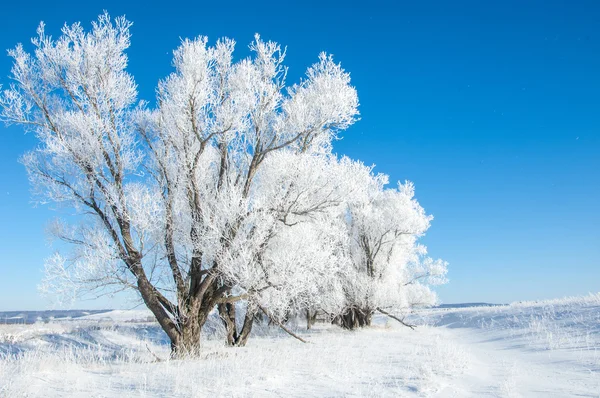 Зимний Мороз Холодно Осадок Мелких Кристаллов Белого Льда Образующихся Земле — стоковое фото