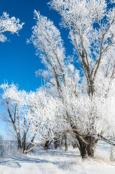 Winter Sun Frost Cold Deposit Small White Ice Crystals Formed — Stock Photo, Image