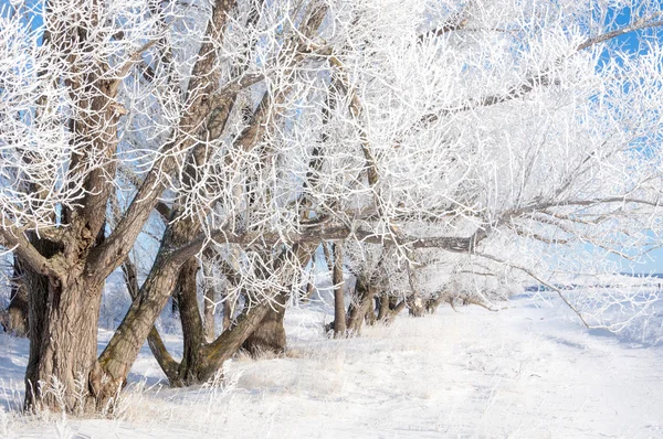 Winter Zon Vorst Koude Een Storting Van Kleine Witte Ijskristallen — Stockfoto