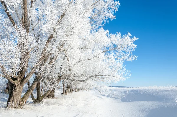 Kış Güneşi Frost Soğuk Sıcaklık Donma Noktasının Altına Düştüğünde Bir — Stok fotoğraf