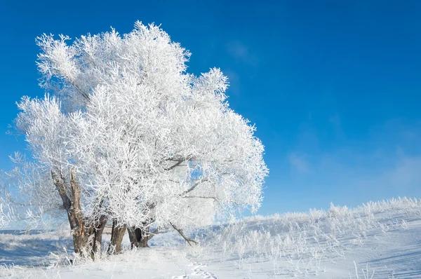 Gelo Del Sole Invernale Freddo Deposito Piccoli Cristalli Ghiaccio Bianchi — Foto Stock