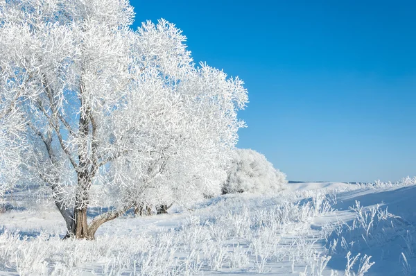 stock image The winter sun frost. cold. a deposit of small white ice crystals formed on the ground or other surfaces when the temperature falls below freezing.