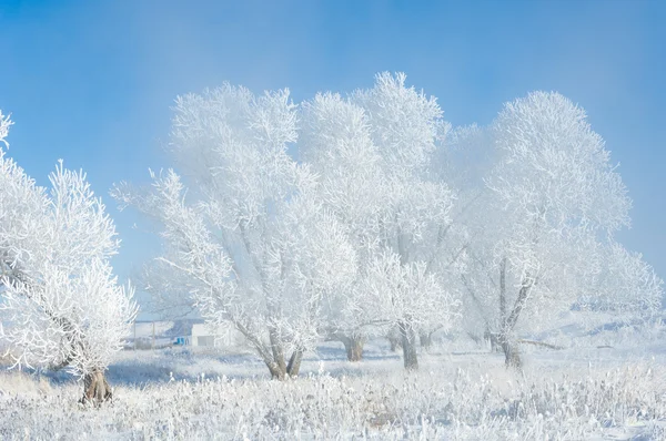 Vinter Solen Frosten Kall Deposition Små Vita Iskristaller Bildas Marken — Stockfoto