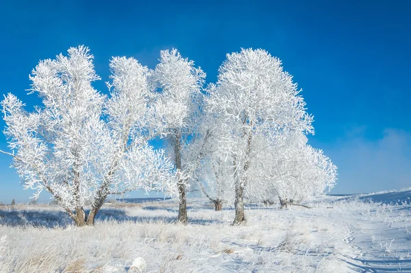 Gelo Del Sole Invernale Freddo Deposito Piccoli Cristalli Ghiaccio Bianchi — Foto Stock