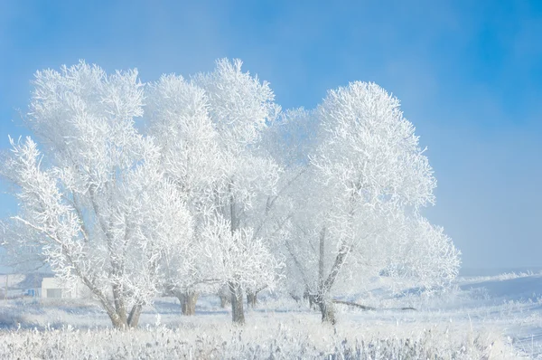 Wintersonnenfrost Erkältung Eine Ablagerung Kleiner Weißer Eiskristalle Die Sich Auf — Stockfoto