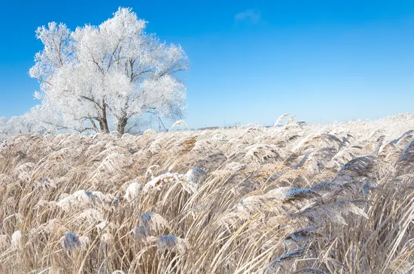 Gelo Del Sole Invernale Freddo Deposito Piccoli Cristalli Ghiaccio Bianchi — Foto Stock