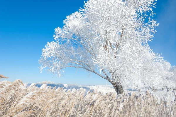 Winter Sun Frost Cold Deposit Small White Ice Crystals Formed — Stock Photo, Image
