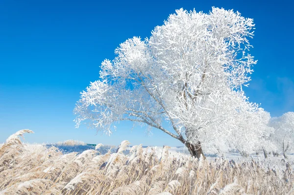 Зимові Сонячні Морози Холодний Відкладення Дрібних Білих Кристалів Льоду Утворених — стокове фото
