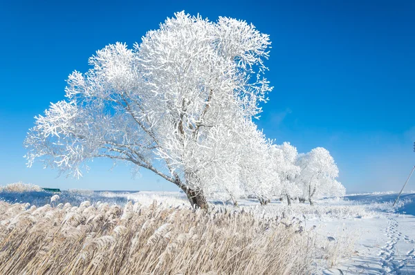 Geada Sol Inverno Frio Depósito Pequenos Cristais Gelo Branco Formado — Fotografia de Stock