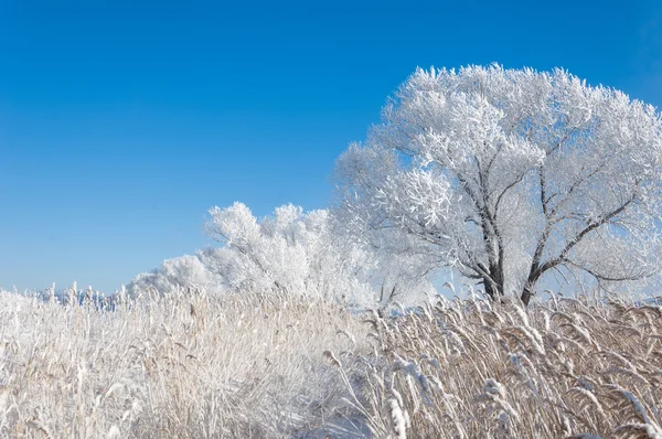 Gel Soleil Hiver Froid Dépôt Petits Cristaux Glace Blanche Formés — Photo