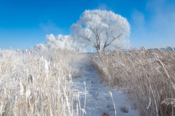 Zimowe Słońce Mróz Zimno Depozyt Wysokości Małe Białe Kryształki Lodu — Zdjęcie stockowe
