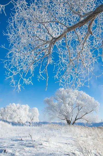 Wintersonnenfrost Erkältung Eine Ablagerung Kleiner Weißer Eiskristalle Die Sich Auf — Stockfoto