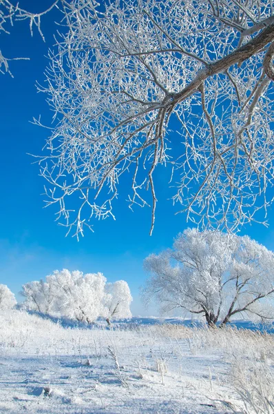 冬天的太阳霜 在温度降至冰点以下时在地面或其他表面形成的小白冰晶的沉积物 — 图库照片
