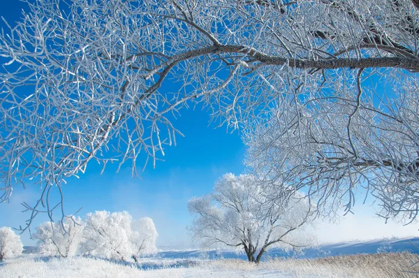 Geada Sol Inverno Frio Depósito Pequenos Cristais Gelo Branco Formado — Fotografia de Stock