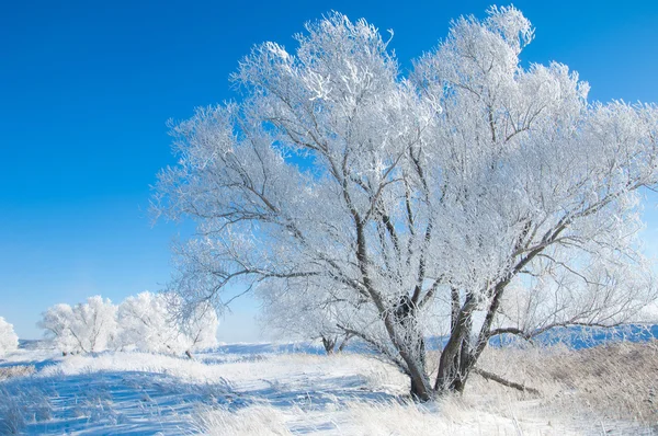 Зимові Сонячні Морози Холодний Відкладення Дрібних Білих Кристалів Льоду Утворених — стокове фото