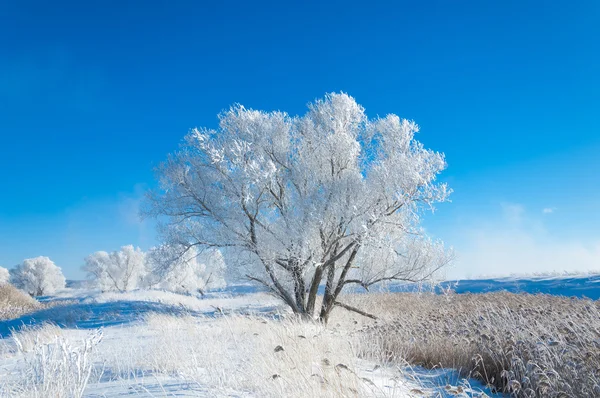 Téli Fagy Nap Hideg Betét Kis Fehér Jégkristályok Alakult Földön — Stock Fotó