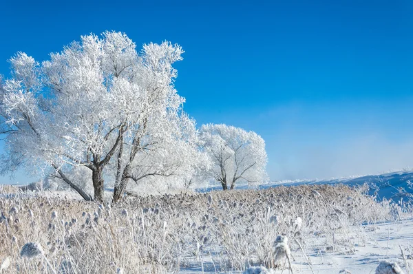 Vinter Solen Frosten Kall Deposition Små Vita Iskristaller Bildas Marken — Stockfoto