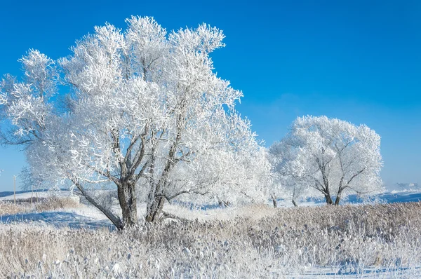 Las Heladas Del Sol Invierno Frío Depósito Pequeños Cristales Hielo —  Fotos de Stock