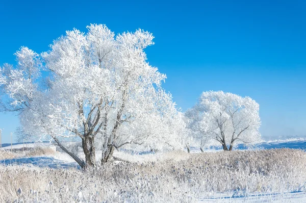 Geada Sol Inverno Frio Depósito Pequenos Cristais Gelo Branco Formado — Fotografia de Stock